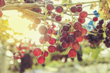 Fresh red grapes vine on plant and summer sun light.