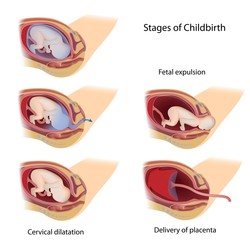 Stages of Childbirth