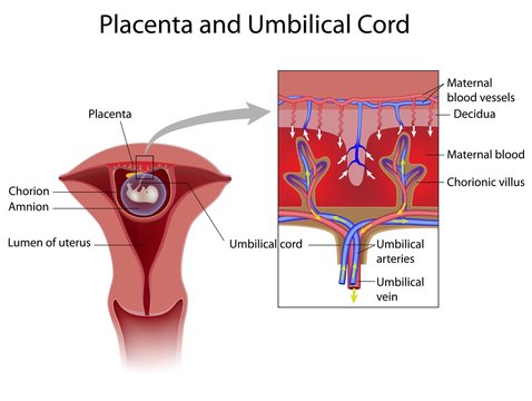 Placenta and chorionic plate, labeled 