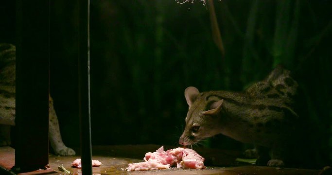 Spotted Genets Feeding; Maasai Mara Day 5; Maasai Mara, Kenya, Africa