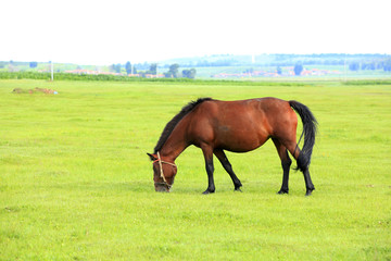 Fototapeta premium The horse in the grasslands