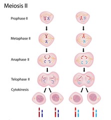 Phases of Meiosis 2