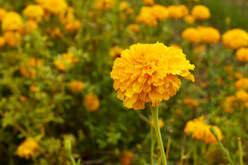 Beautiful Marigold flowers