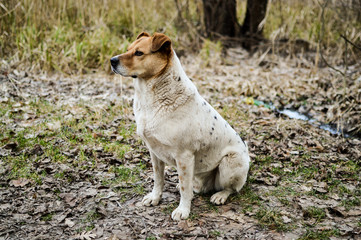 Side view of the beautiful stray dog sitting on the ground in the autumn