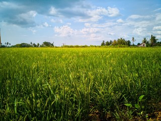 Green Paddy field
