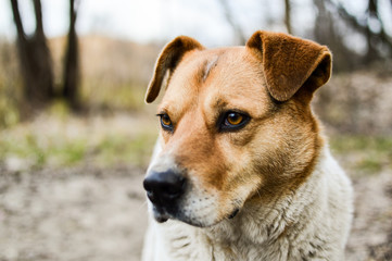 Close-up view of the big beautiful stray dog