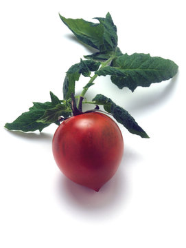 Solanum lycopersicum Tomaatti Tomato T&oacute;matur Camone Tomate Pomodoro टमाटर &Tau;&omicron;&mu;ά&tau;&alpha; Rajče طماطم jedl&eacute; Լոլիկ עגבנייה