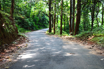 jungle road