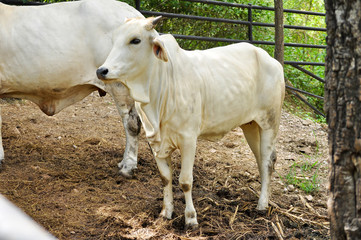 Obraz na płótnie Canvas Beef cattle