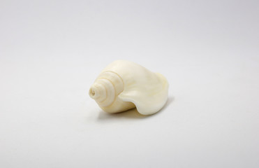Fototapeta na wymiar Shell use used as a decoration on white background