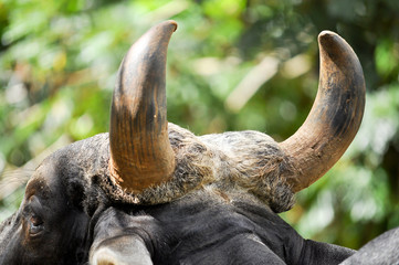 horn