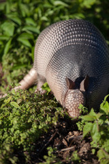 Nine-Banded Armadillo