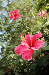 Pink Chinese Rose (Hibiscus Flower) in Flower Gardening