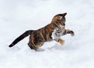 graceful spotted cat funny fun to hunt on white snow in winter garden