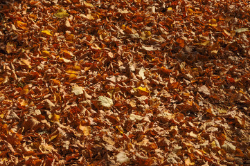 autumn tree leaves background