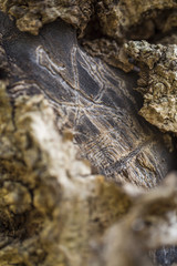 Spuren von Borkenkäfern