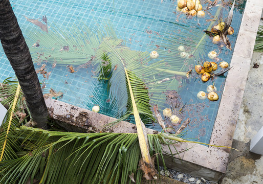 Dirty swimming pool, swimming pool design, coconut leaves and fruit in pool