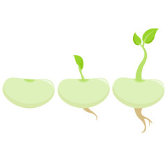 Growing bean sprouts. Vector illustration