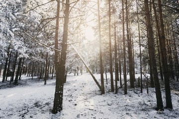 snow forest conifer trees landscape with sunshine light