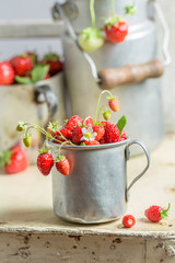 Healthy wild strawberries on the old white chair