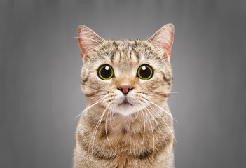 Portrait of a beautiful cat Scottish Straight on a gray background