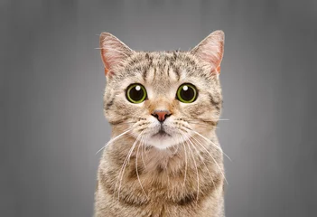 Rolgordijnen Portret van een mooie kat Scottish Straight op een grijze achtergrond © sonsedskaya