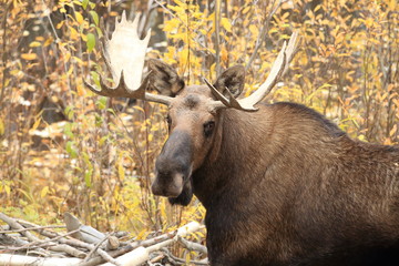 Bull Moose Yucon, Canada