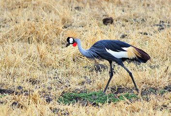 grey crowned crane -  (Balearica regulorum), foraging on the open African Plains in South Luangwa National Park, Zambia