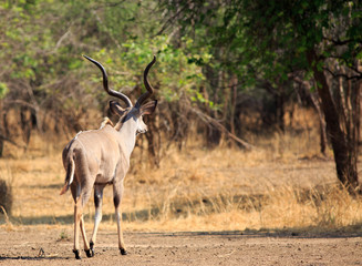  Tragelaphus strepsiceros- greater kudu walking across the bush with nice golden light in south luangwa national park, zambia