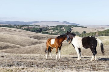 Fototapeta na wymiar horse in nature. horse grazing on pasture field