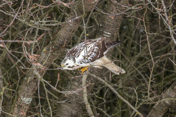 Bussard im winterkleid