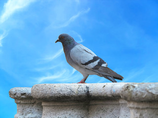 Urban pigeon Dove over blue sky