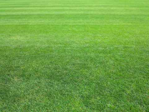 perfect lawn green grass background
