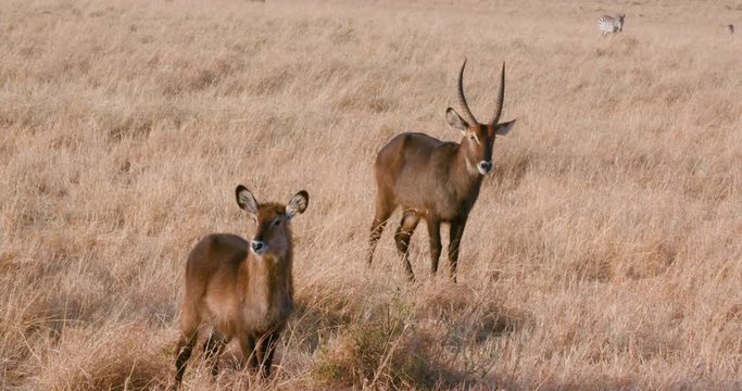 Male & Female Waterbuck; Maasai Mara 3rd September; Maasai Mara, Kenya, Africa