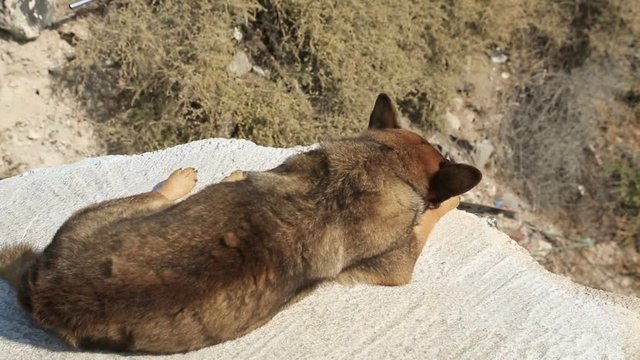 Stray dog lying on stone over steep slope, people passing by and taking pictures