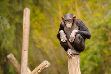 A chimpanzee watching a zoo