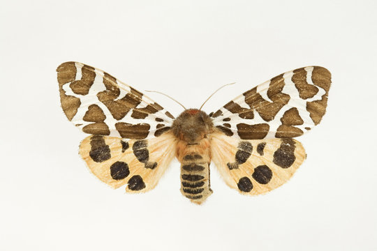 Portrait of moth