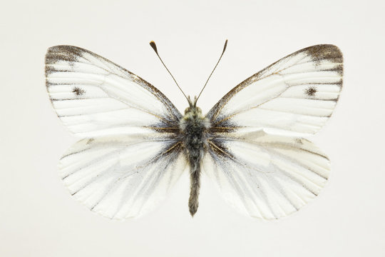 Studio shot of grey moth