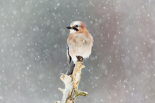 Small bird perching on piece of wood during snow