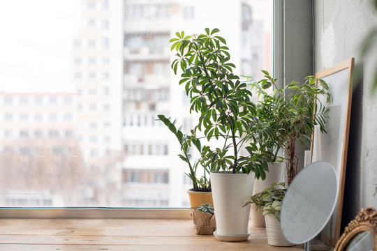 Potted Plants On Window Sill