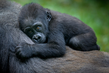 A gorilla baby - obrazy, fototapety, plakaty