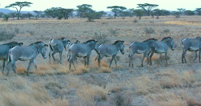 Herd Of Grevy'S Zebra Walking; Samburu 13 October 16; Samburu, Kenya, Africa