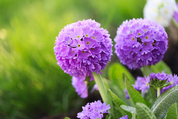 Primrose flower ( Prímula denticulata) . round primrose in water drops on a blurred background in the sun. 