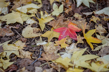 Autumn leaves 2