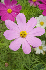 Obraz premium Beautiful flowers in the garden