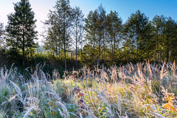 Hoarfrost on grass in cold autumn morning.