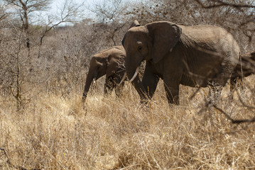 Obraz na płótnie Canvas Elephants in their habitat