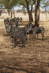 Herd of zebras in trees