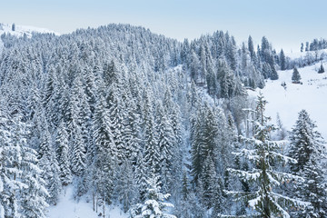 Winter forest in Alps