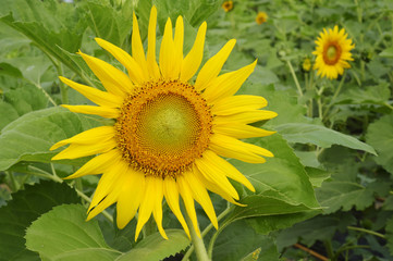 Obraz premium close up of sunflower in the garden